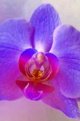 05 Orchid blue